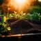 DungKing Premium Meststoffen – Natuurlijke Energie voor je Tuin