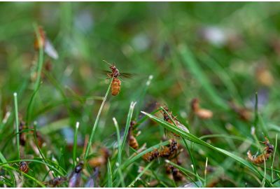 Los het op met Innogreen - Mieren in het gazon!