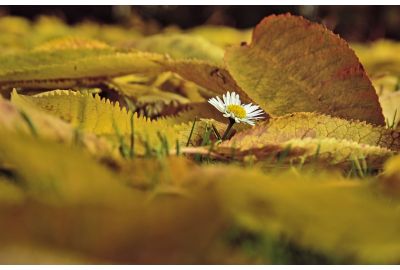 De herfsttuin: zo cultiveer je online groei