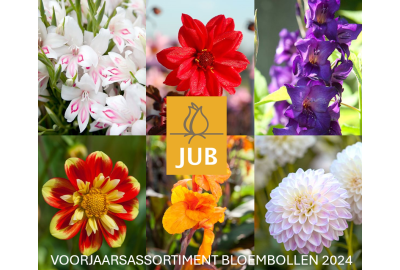 Ontdek Het Voorjaarsassortiment van JUB Bloembollen: Kleurenpracht voor Jouw Tuin