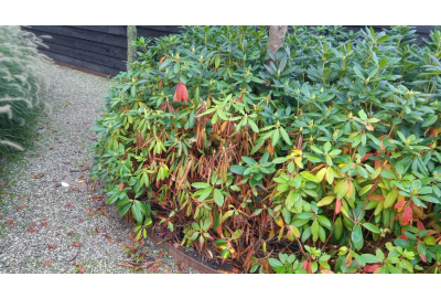 Los het op met Innogreen: Rhododendron taksterfte