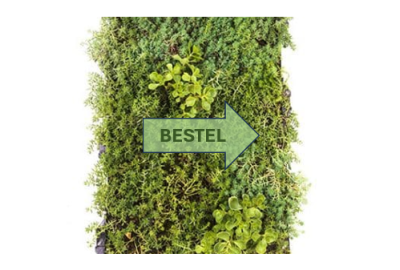 SEDUM, bestel het hier!