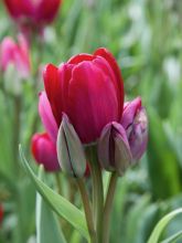 Tulipa Fiery Club