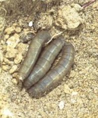 Aaltjes tegen emelten & larve varenrouwmug