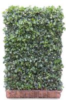 Hedera helix "Green Ripple' 120 x 180 Mobilane Kant & Klaar Haag