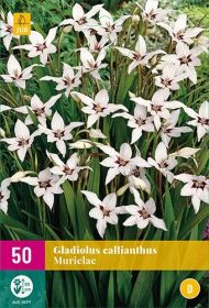 Gladiolus Callianthus Murielae (5 zakjes)