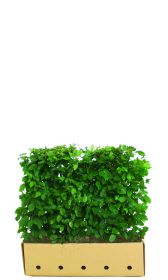 Carpinus betulus B 100 x D 40 cm x H 80 cm