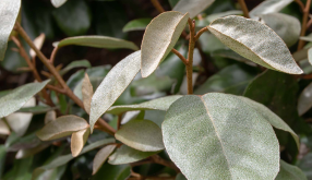 Mobilane Elaeagnus Ebbingei 120 x 180 cm