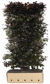 Fagus sylvatica Atropunicea B 100 x D 40 cm x H 200 cm