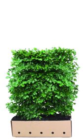Fagus sylvatica B 100 x D 40 cm x H 120 cm