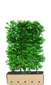 Fagus sylvatica B 100 x D 40 cm x H 150 cm
