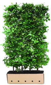 Fagus sylvatica B 100 x D 40 cm x H 200 cm