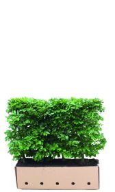 Fagus sylvatica B 100 x D 40 cm x H 80 cm