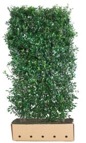 Ilex meserveae Heckenpracht B 100 x D 40 cm x H 120 cm