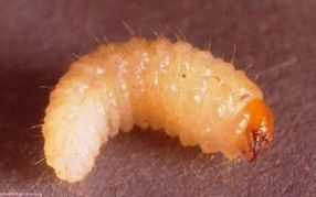 Aaltjes tegen larve taxuskever 5 miljoen