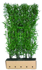 Ligustrum ovalifolium B 100 x D 40 cm x H 200 cm
