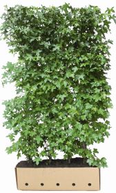 Liquidambar styraciflua B 100 x D 40 cm x H 200 cm