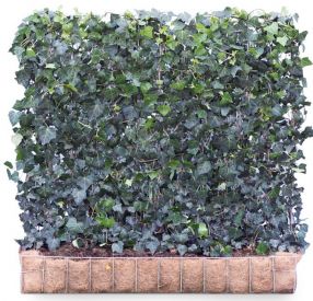 Hedera helix 'Woerner' 120 x 100 Mobilane Kant & Klaar Haag