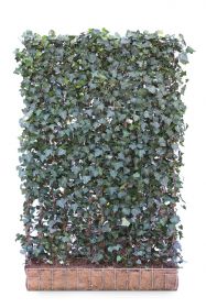 Hedera helix 'Woerner' 120 x 200 Mobilane Kant & Klaar Haag 