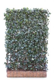 Hedera helix 'Woerner' 120 x 220 Mobilane Kant & Klaar Haag 