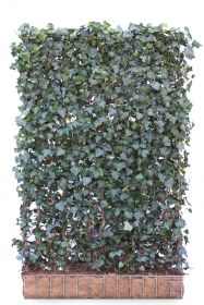 Hedera hibernica 120 x 180 Mobilane Kant & Klaar Haag 