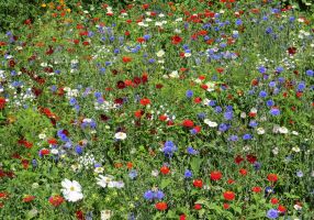 Zomerse driekleur tapijt (500 gram)