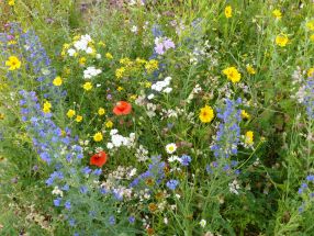 Bloemen uit de natuur- Off Road (500 gram)