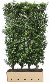 Prunus lusitanica Angustifolia B 100 x D 40 cm x H 120 cm