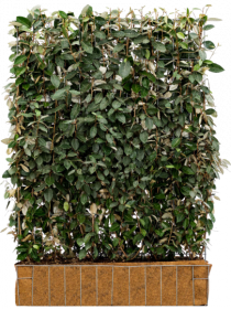 Mobilane Elaeagnus Ebbingei 120 x 155 cm