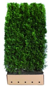 Thuja occidentalis Smaragd B 100 x D 40 cm x H 200 cm