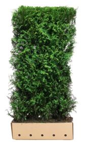 Thuja plicata Martin B 100 x D 40 cm x H 200 cm