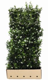 Trachelospermum jasminoides B 100 x D 40 cm x H 180 cm