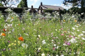 Veldbloemen 2 - 1KG