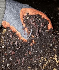 Wormenmix voor bodemverbetering 1 kg