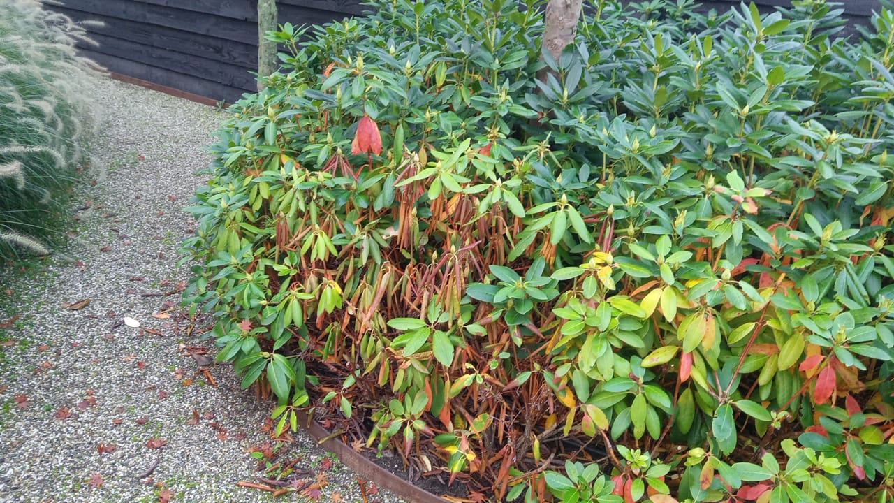 Rhododendron taksterfte